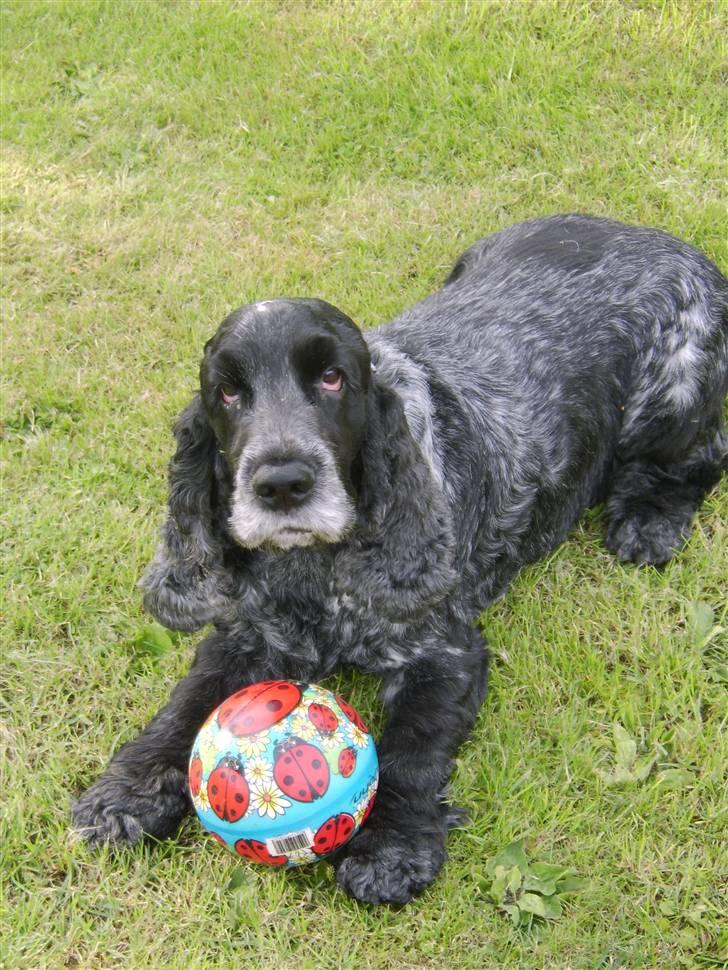 Cocker spaniel Gizmo billede 1