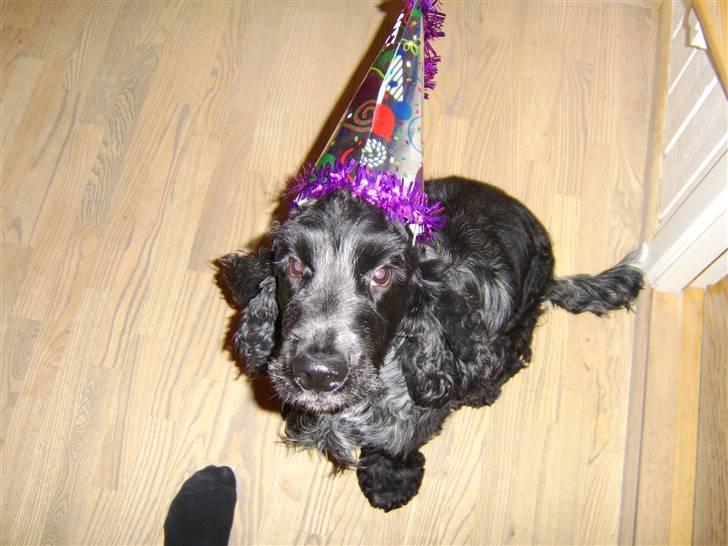 Cocker spaniel Gizmo billede 4