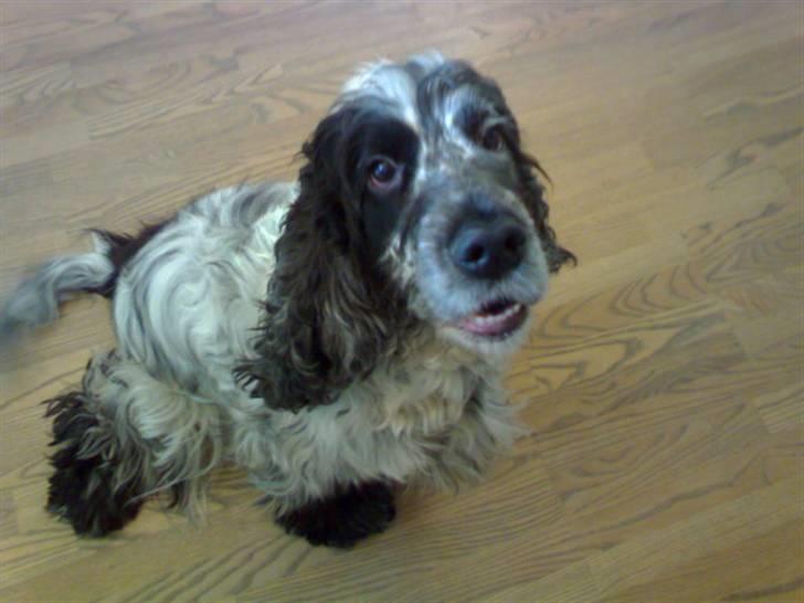 Cocker spaniel Seiko billede 1