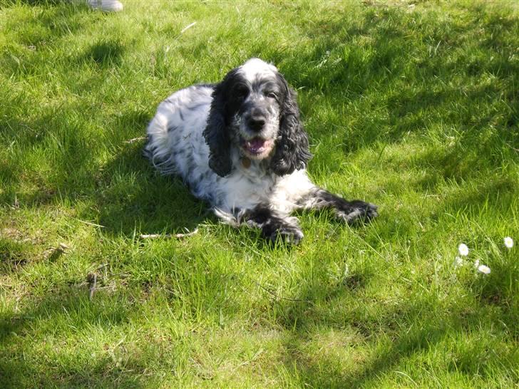 Cocker spaniel Seiko billede 2