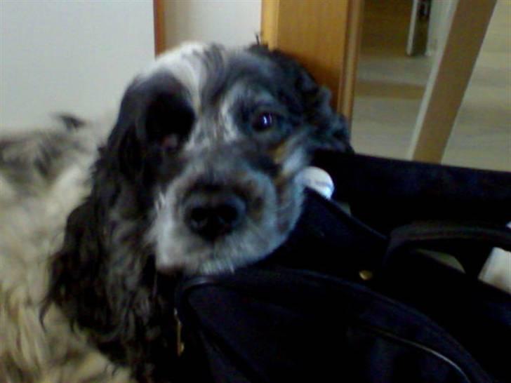 Cocker spaniel Seiko billede 3