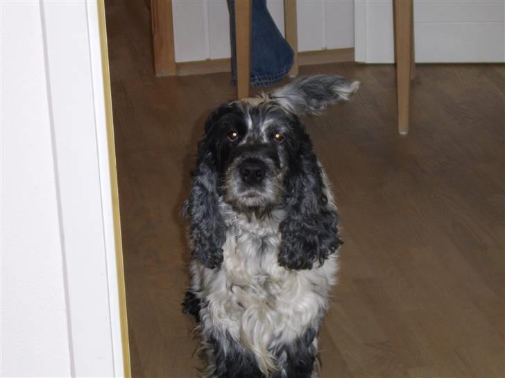 Cocker spaniel Seiko billede 4