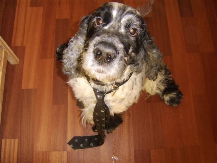 Cocker spaniel Seiko - Seiko elsker at være fin i tøjet. :) billede 5