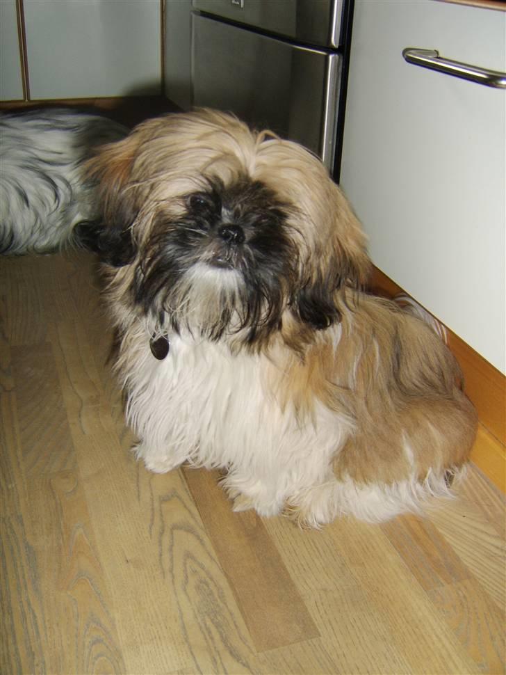 Shih tzu Futte billede 1