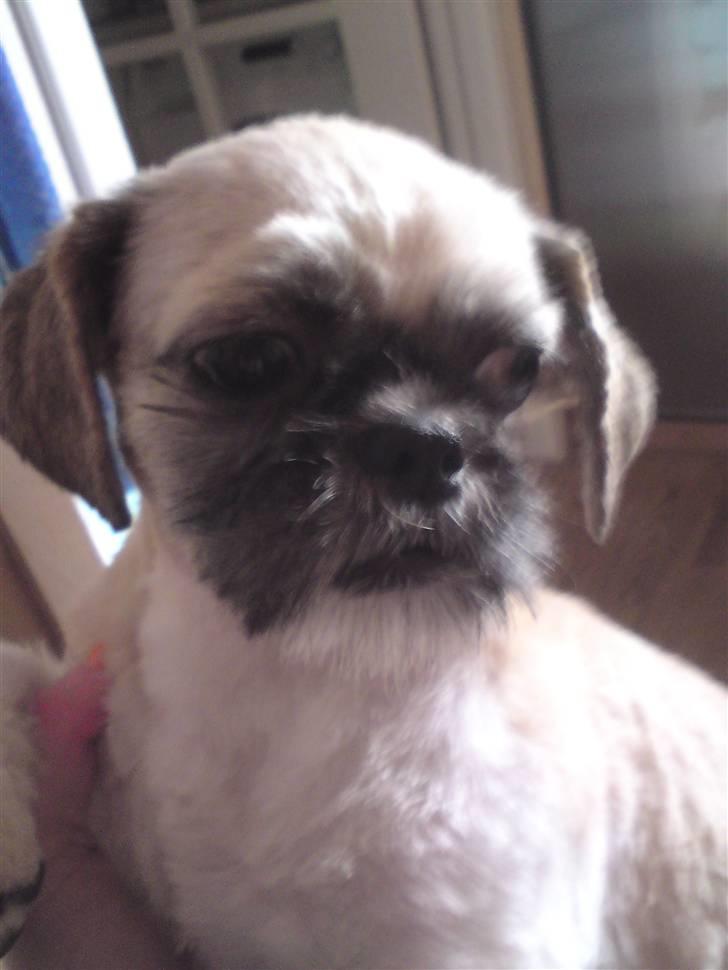 Shih tzu Futte billede 2