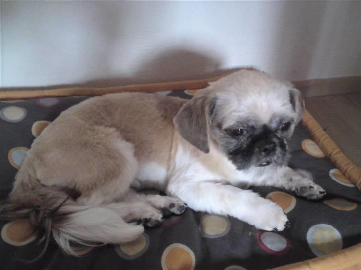 Shih tzu Futte billede 3