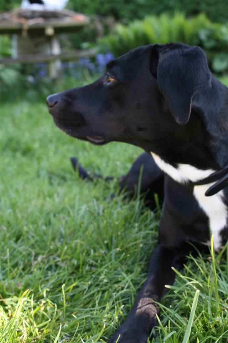 Blanding af racer Kashmir billede 18