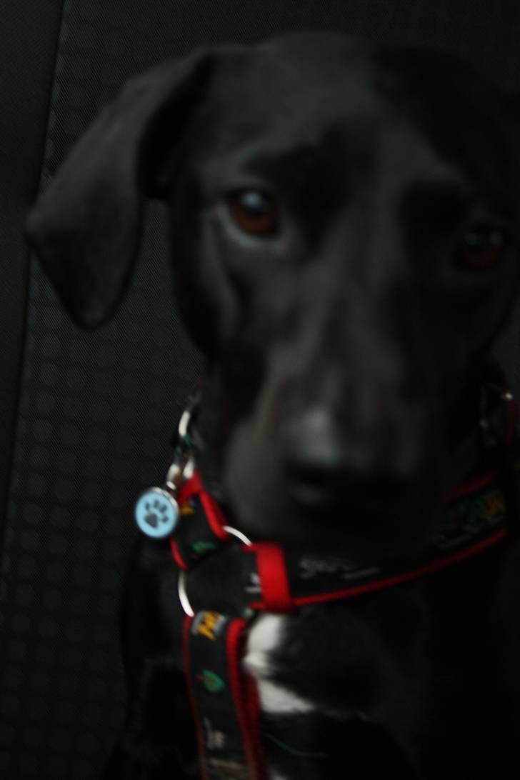 Blanding af racer Kashmir billede 19