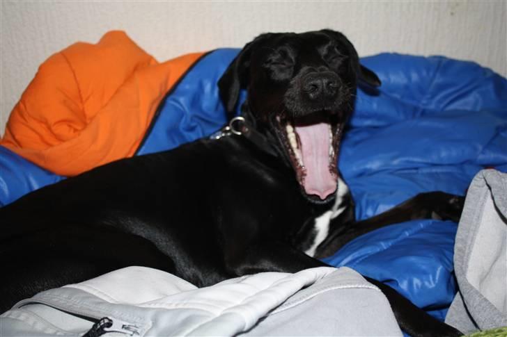 Blanding af racer Kashmir billede 20