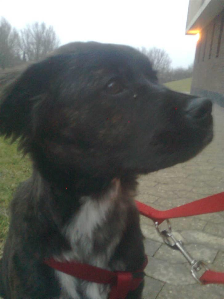 Blanding af racer Mascha billede 7