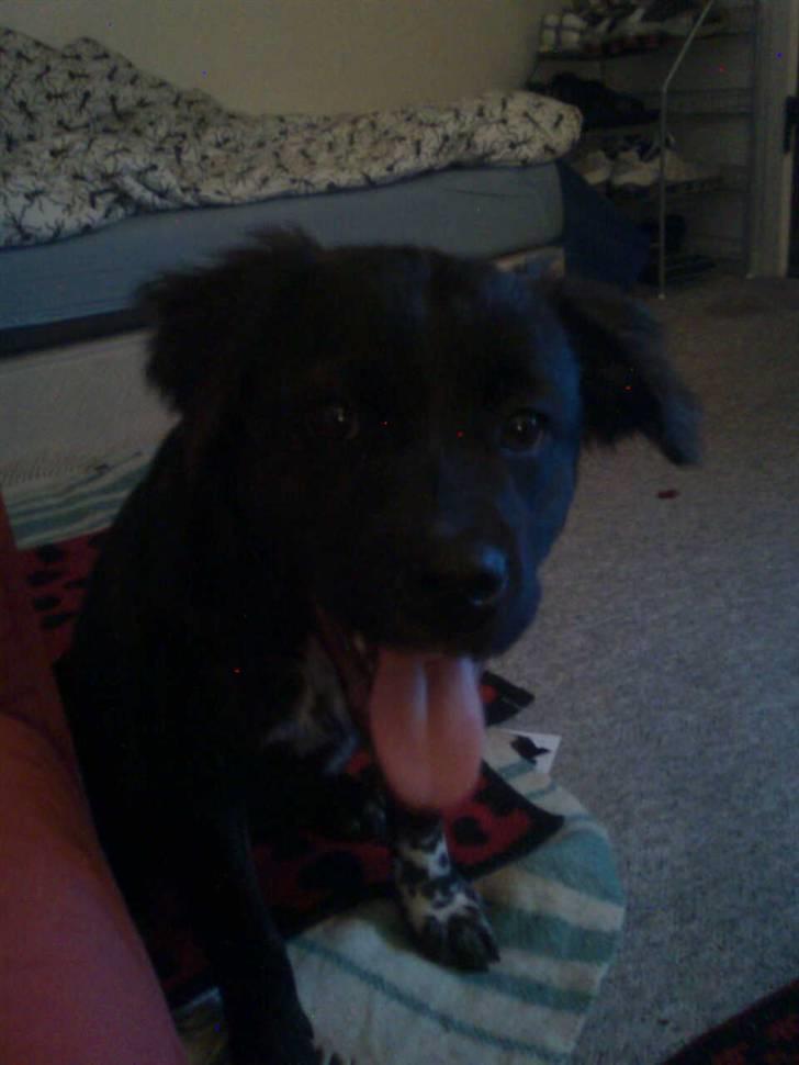 Blanding af racer Mascha billede 8