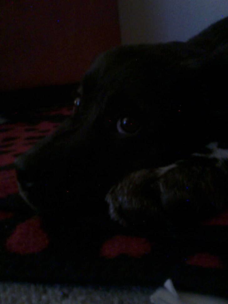 Blanding af racer Mascha billede 9