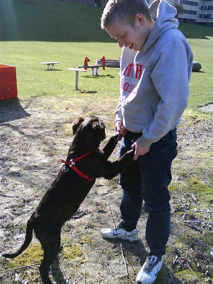 Blanding af racer Mascha billede 10