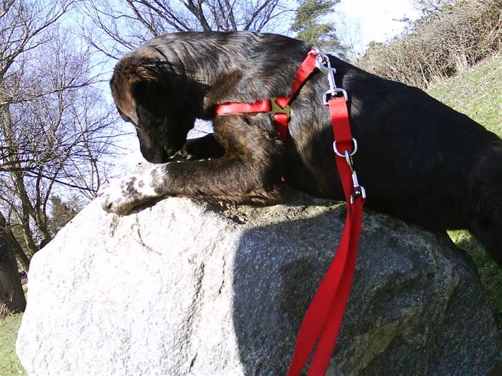 Blanding af racer Mascha billede 11