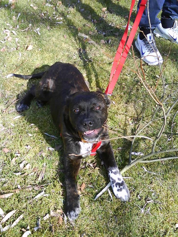 Blanding af racer Mascha billede 12