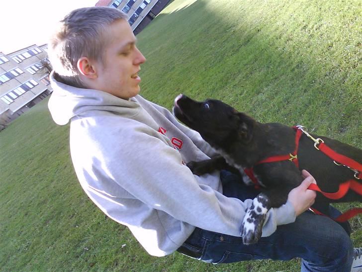 Blanding af racer Mascha billede 13