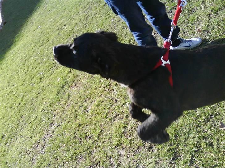 Blanding af racer Mascha billede 14