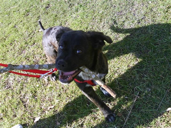 Blanding af racer Mascha billede 15