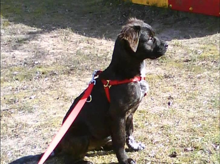 Blanding af racer Mascha billede 16