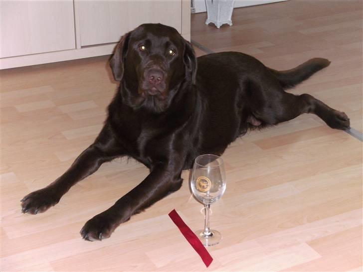 Labrador retriever Becca - Endelig hjemme efter en hård dag, hvor jeg skulle være fin  billede 1