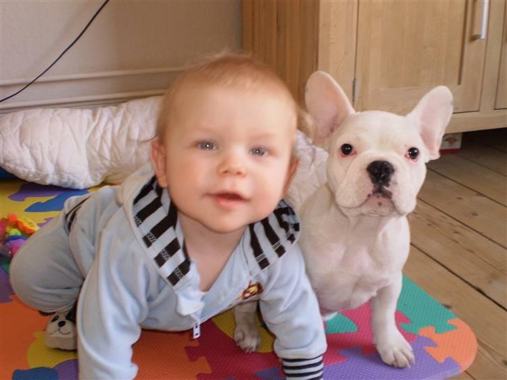 Fransk bulldog Abbey - Er vi ik søde ? :) billede 11