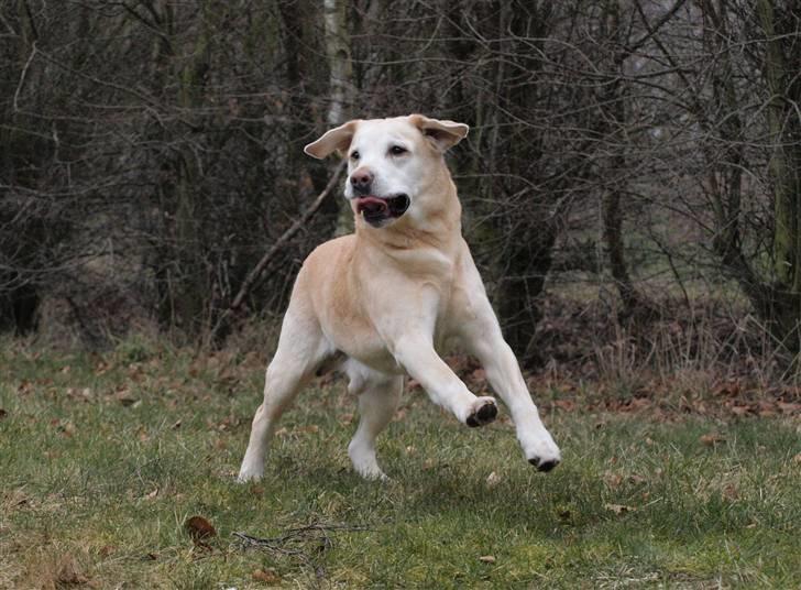 Labrador retriever Pepsi billede 11