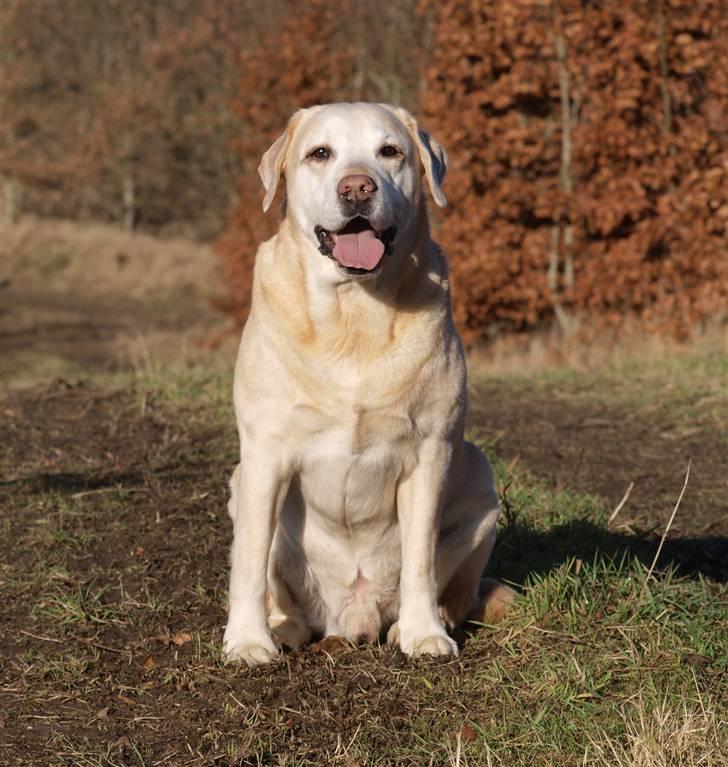 Labrador retriever Pepsi billede 12