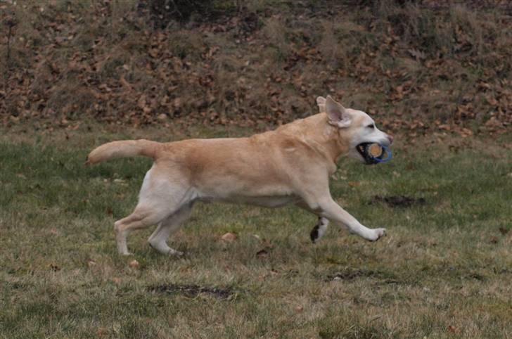 Labrador retriever Pepsi billede 13