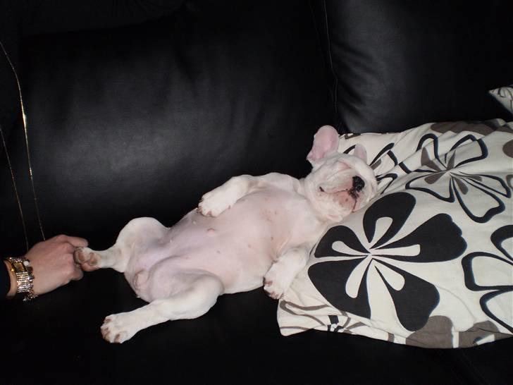 Fransk bulldog Abbey - Ahhh :) billede 12