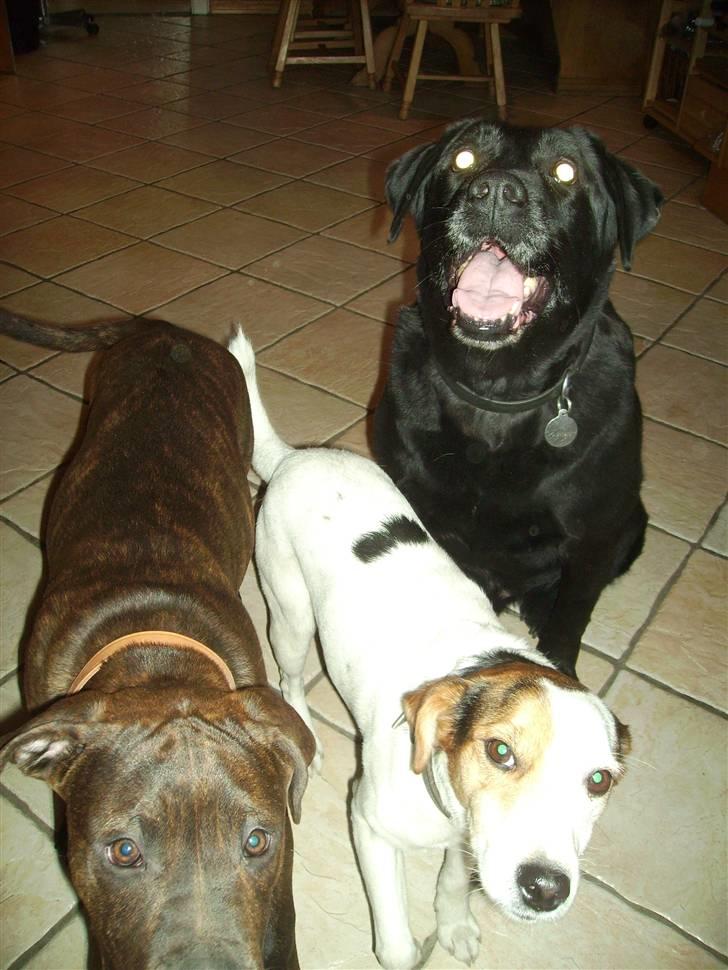 Blanding af racer Buster - Prøvede at ta et billede af alle mine drenge samlet, og det kan ses at det ikke gik godt.. ;) billede 18