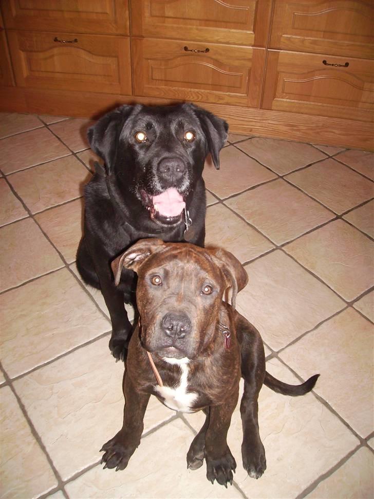 Blanding af racer Buster - Min 11 årie hund vally og min hvalp Buster :) billede 19