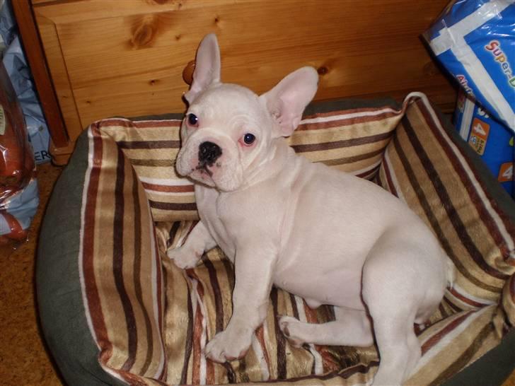 Fransk bulldog Abbey - Jeg eeelsker min fine seng :) billede 13