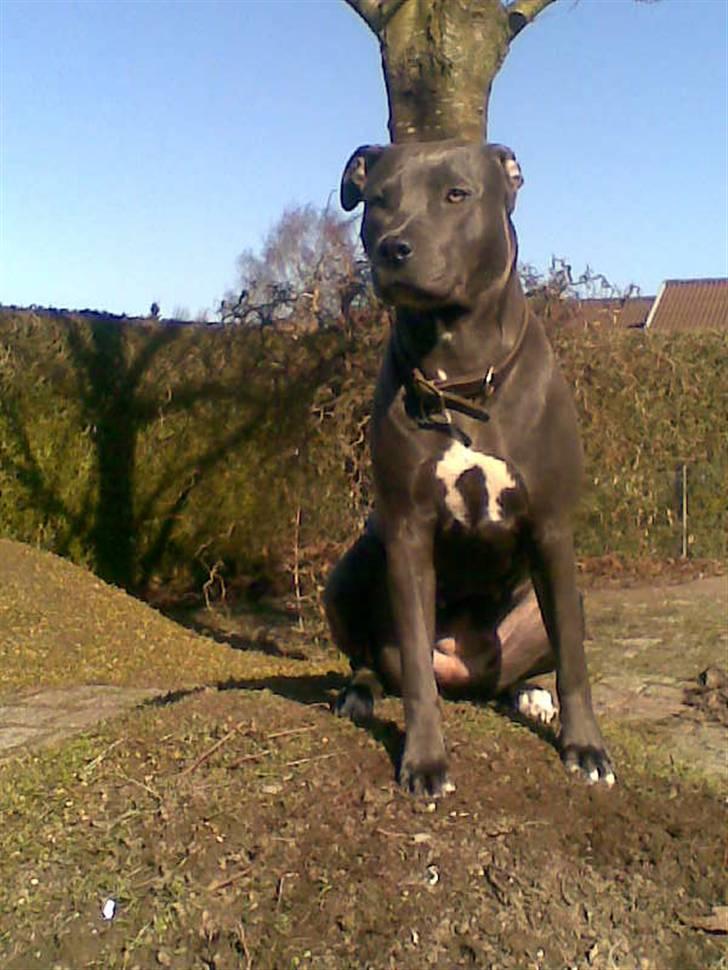 Amerikansk staffordshire terrier Nismo billede 18