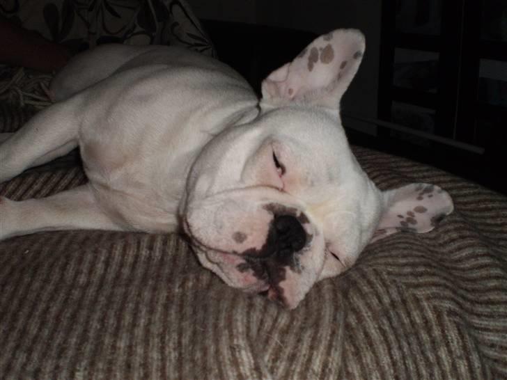 Fransk bulldog Abbey - Det er hårdt at holde jul !! :) Julen 2009 - abbey blev 1 år den 26, to dage efter :) billede 14