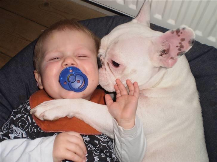 Fransk bulldog Abbey - Jeg skal helst være så tæt på "storebror" som jeg kan komme til :) billede 15