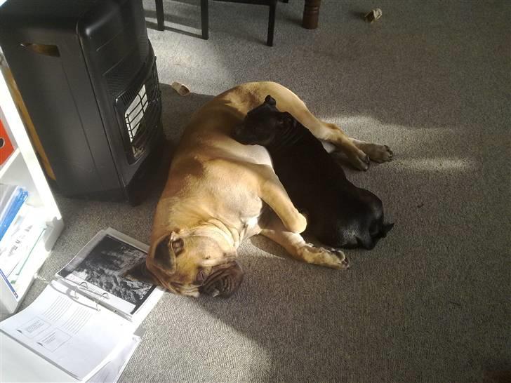 Bullmastiff Gibson billede 15