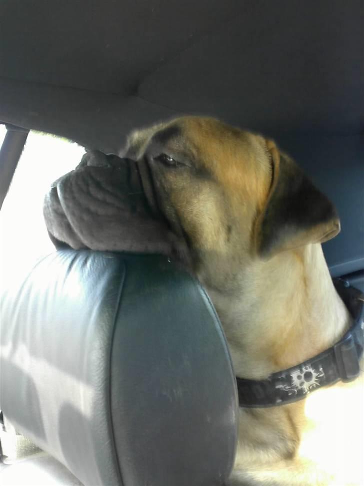 Bullmastiff Gibson billede 16