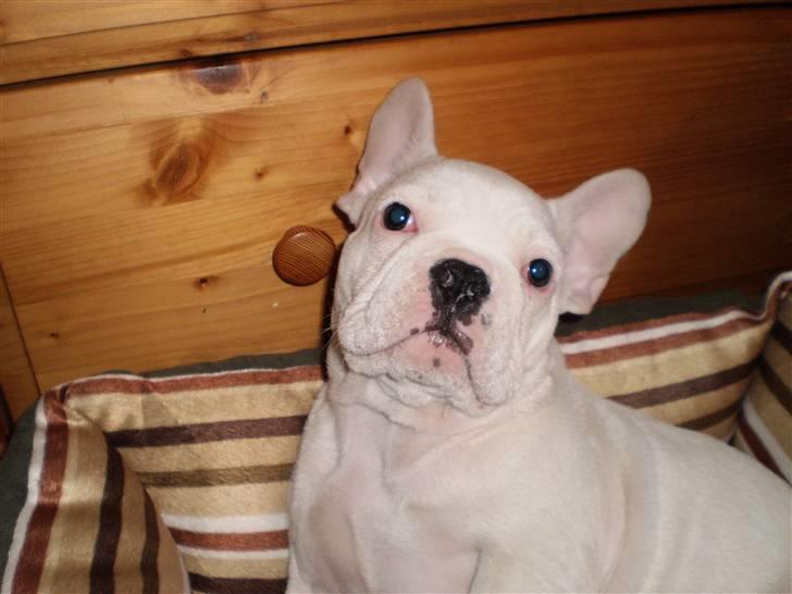 Fransk bulldog Abbey - Mor siger jeg er den flotteste hund i heele DK :P billede 16