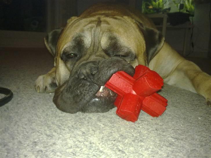 Bullmastiff Gibson billede 17