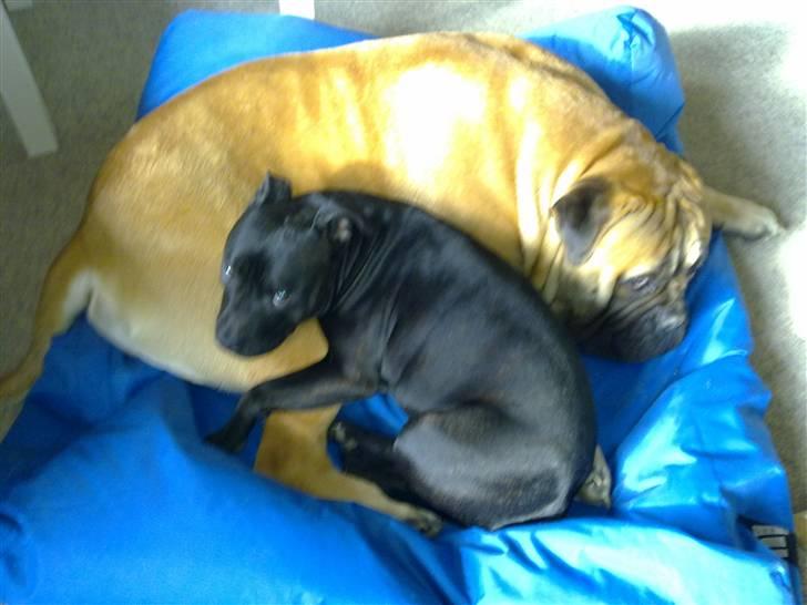 Bullmastiff Gibson billede 18