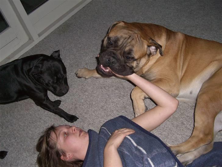 Bullmastiff Gibson billede 19