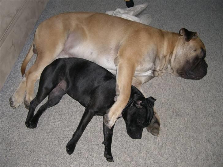 Bullmastiff Gibson billede 20