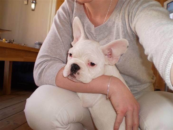 Fransk bulldog Abbey - Mig med mor :) billede 17