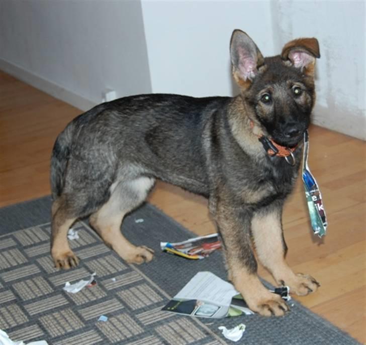 Schæferhund Hesselballe Olfert billede 9