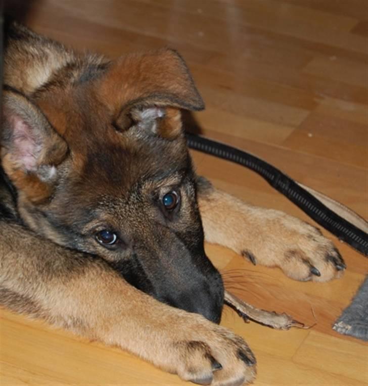 Schæferhund Hesselballe Olfert billede 10