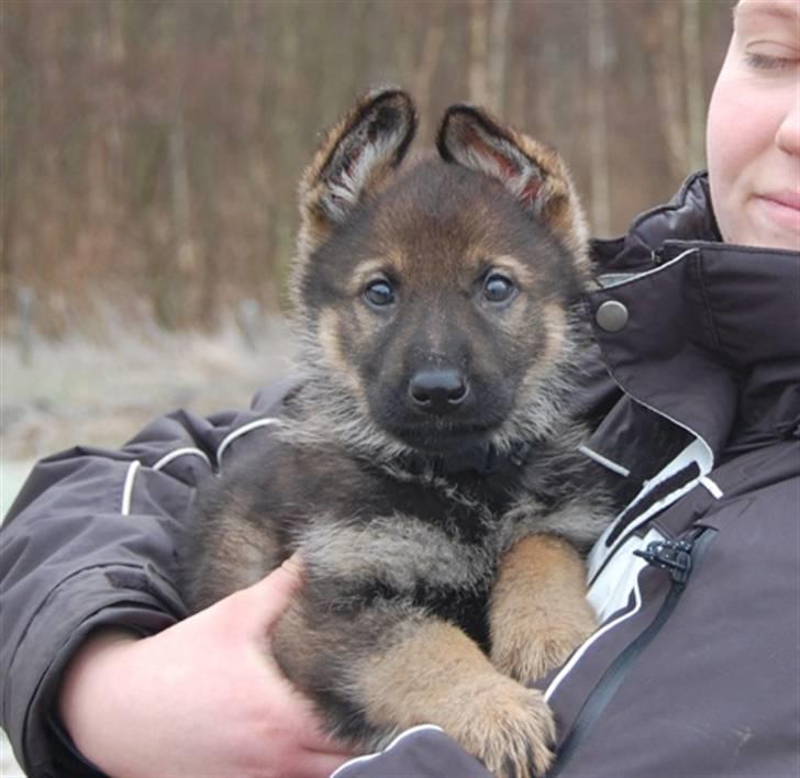 Schæferhund Hesselballe Olfert billede 12
