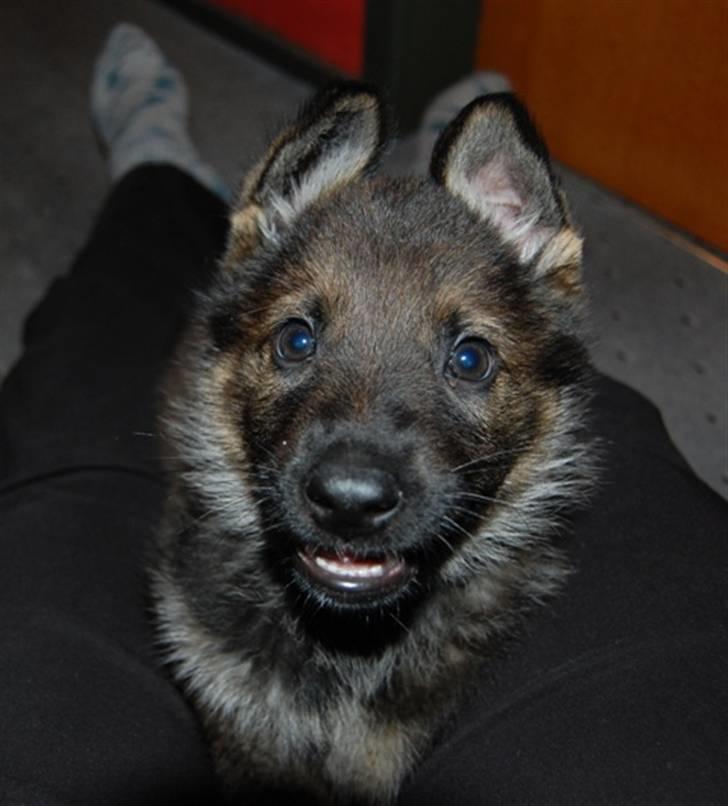 Schæferhund Hesselballe Olfert billede 13