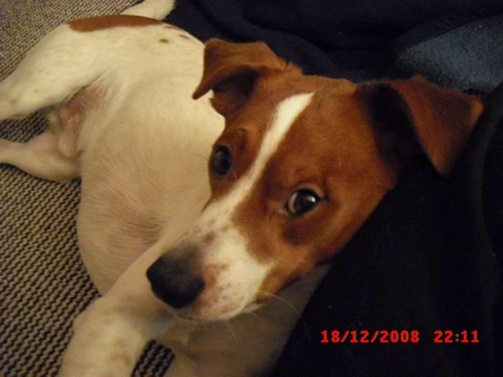 Dansk svensk gaardhund Paul billede 1