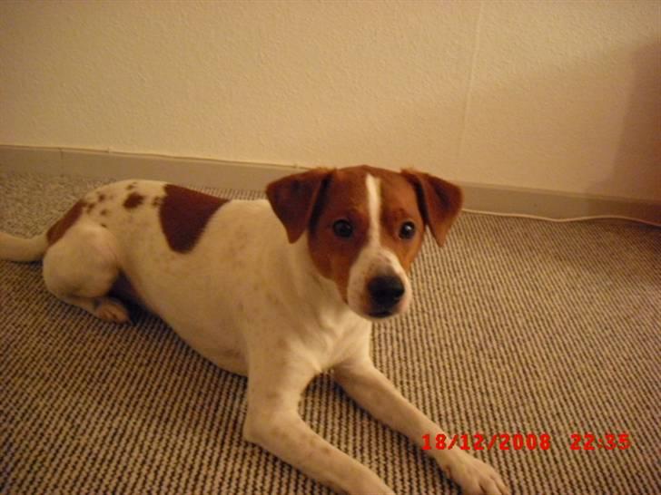 Dansk svensk gaardhund Paul billede 2