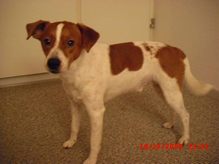 Dansk svensk gaardhund Paul billede 3